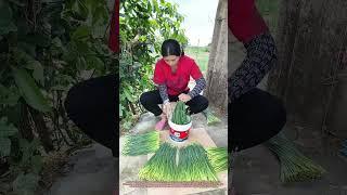 "Garlic Stem Sorting Hack! Quick Quality Control Method"