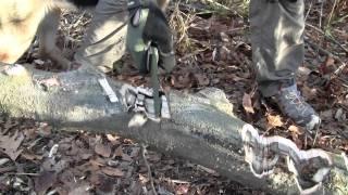 Swamp Rat Chopweiler (Thinner Trunk) (Close-up) (HD)