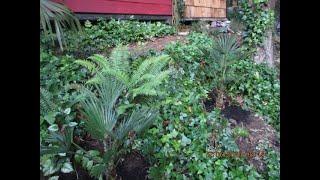 New planting of Trachycarpus wagnerianus palm trees