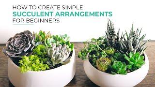 Simple Ways to Make Beautiful Succulent Arrangements for Beginners!