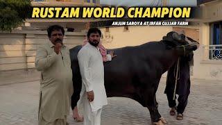 Anjum Saroya Visits Chaudary Irfan Gujjar   Farm | Rustum World Champion Sunda|  Sohny Aswa  WC Majh