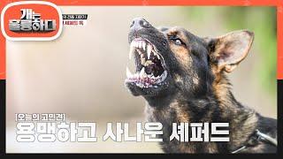 다양한 방면에서 재능을 뽐내며 독일에서 사랑받는 저먼 셰퍼드 독!  [개는 훌륭하다/Dogs Are Incredible] | KBS 210913 방송