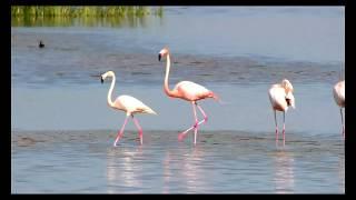 American Flamingo 4K Slow Motion - Panasonic HCV-X870