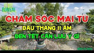 Cần Lưu Ý khi chăm sóc Mai vàng chơi Tết từ đầu tháng 11 Âm Lịch cho đến tết