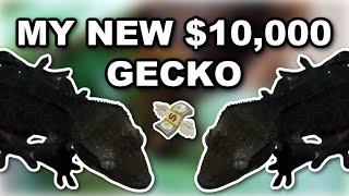 My New $10,000 Gecko *INSANE* (Axanthic Crested Gecko - Altitude Exotics)