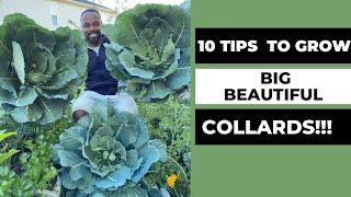 10 TIPS TO GROW BIG BEAUTIFUL COLLARDS