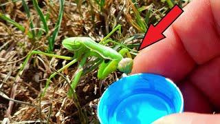 Offered the dehydrated MANTIS some water! What happened next... Drought.