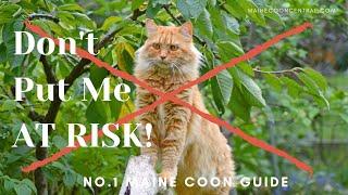 Can Maine Coons Live Outdoors?