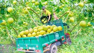 Use 3-wheeled Vehicle Harvesting Many Grapefruit Goes To The Market Sell - Farm Life