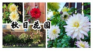 【花园欣赏】秋日花园2021 | 玫瑰 月季 大丽花 绣球 矮牵牛 百日菊 紫苑花 | Real Simple Jill