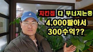 치킨집 줄폐업중!! 4,000팔아서 300도 못가져감!! 인건비도 못건지는 치킨집은 답이없다ㅠㅠ 절대 창업금지 ((20년차 자영업자))