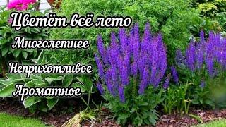 Обязательно посадите в саду это шикарное и полезное растение. Не пожалеете.