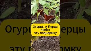 Огурцы и перцы обожают эту подкормку! #дача #огород #рассада #подкормка #томаты #перец #огурцы