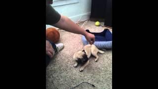 My pug Chubly learning tricks