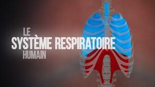 Comment fonctionne le système respiratoire humain ? (Animation)