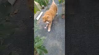 #cat #chats #kot #animals