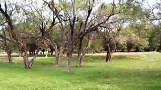 Homes for Sale - 0 Redbird Drive Highland Haven TX 78654 - Trenton DeSpain