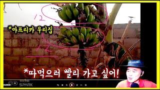 아프리카 우리집. 나무들이 어떻게 되었을까?