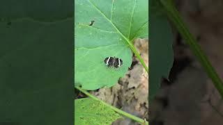 White-striped Black Moth #nature #naturelovers #insects #lepidoptera #moths