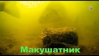 Макушатник. Съемка под водой на озере. underwater. Рыбалка. Fishing. Снасть для карпа, сазана