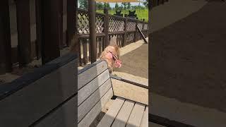  I LICKED THE SUN AND NOW I REGRET MY LIFE