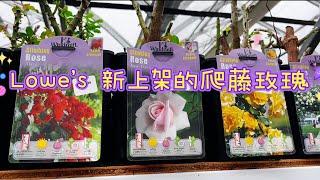 四月，Lowe's的爬藤玫瑰都上架了。【莎拉养花】