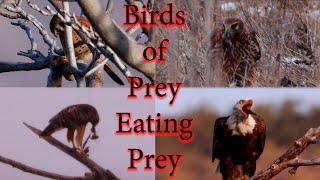 Birds of Prey Eating Prey