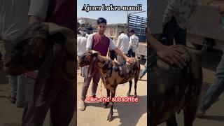 100kg+ SEROI GOAT FOR SELL AJMER BAKRA MANDI LIVE UPDATE