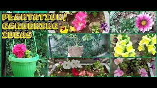 Gardening||Gardening Ideas||Home decoration Ideas| Spring Season| Flowers| Compost|Saba's Corner