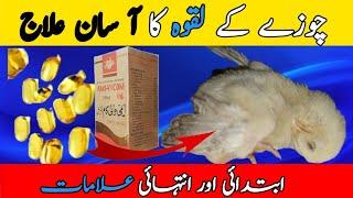 Chozo ko laqwa ka ilaj: Treatment of a paralysis aseel chick| how to treat a paralysis chick