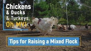 Chickens and Ducks and Turkeys, Oh My! Tips for Raising a Mixed Flock