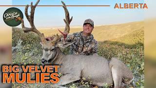 Incredible Heart-Wrenching Hunt for a Tricky Velvet Mule Deer | Canada in the Rough