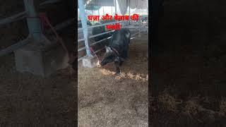 Hsb top murrah bull dhanna or betab#hsb #bull #animals #animal_lover #top#msti#murrahbull