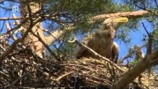 König der russischen Wälder - der Seeadler (1 von 3)