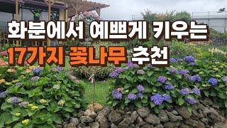 화분에서 예쁘게 키울 수 있는 17가지 꽃나무 추천합니다.