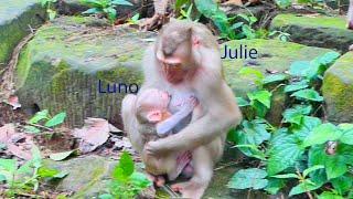 Never seen before ! Julie allow baby Luno drink milk instead her baby Jennifer | Best Action