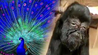 Most Unbelievable Rare Animals Found In China