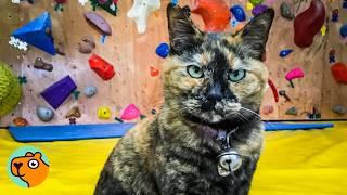 This Cat Runs The Rock Climbing Gym | Cuddle Buddies