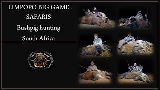 Bushpig hunt in Limpopo South Africa with thermal and night vision