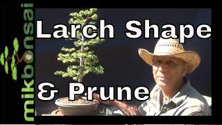 Bonsai - how to care for Larch Larix decidua Nebari and Summer pruning  Part 2 | mikbonsai