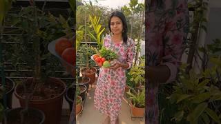 Harvesting Fruits and Veggies from my Terrace Garden #terracegarden #fruit #shorts