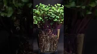 "Time-Lapse: Growing CIA Seeds from Start to Finish!"