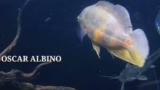 REVIEW IKAN PREDATOR AQUARIUM BOGORACING |