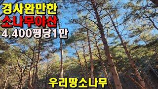 경사완만한 소나무야산/4,400평/평당1만/산약초/정선부동산매매/정선임야매매/강원도임야