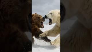 Grizzly Bear vs Polar Bear – Who’s Stronger? #bear #polarbear #grizzlybear #wildlife