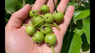 Growing Asian Pear Trees Part 4 - 7 Months Progress