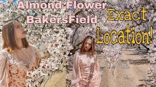 Almond Orchard Flower at Bakersfield | Exact Location Address (4k)