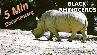 Black Rhinoceros - 5 Minute Documentary