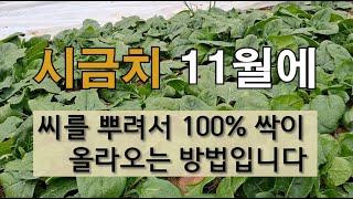 시금치 11월에 씨를 뿌려서 100% 싹이 올라오는 방법입니다 #시금치 가꾸기 #겨울시금치 잘 가꾸는 방법 #시금치 보온방법.