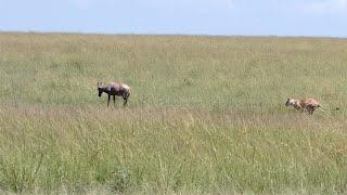 Lioness gets embarrassed by a quick thinking topi